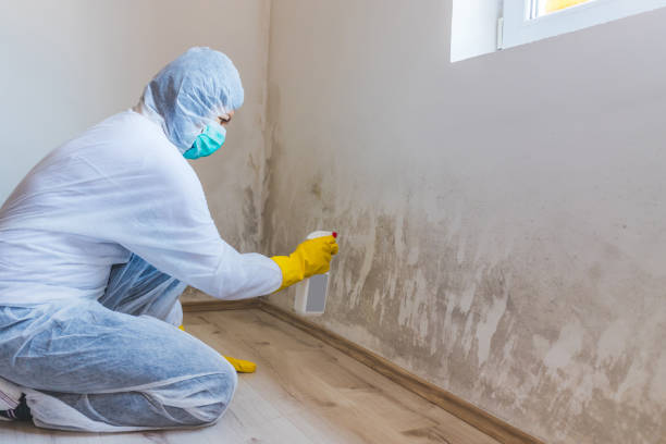 Licensed Mold Remediation service in Lexington, IL - WQB Mold Removal